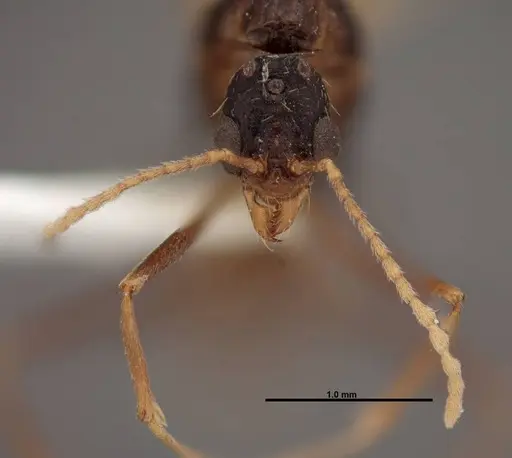 Aphaenogaster huachucana - FMNHINS0000083015