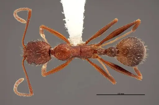 Aphaenogaster huachucana - FMNHINS0000083016