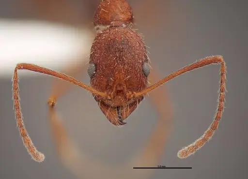 Aphaenogaster huachucana - FMNHINS0000083016