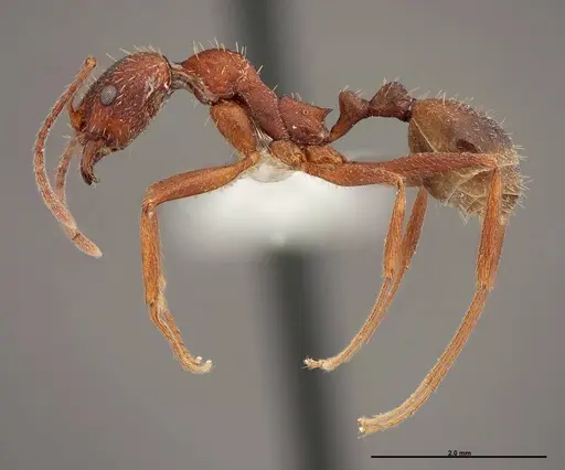 Aphaenogaster huachucana - FMNHINS0000083016