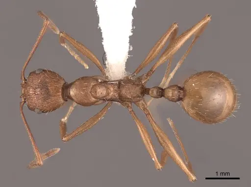 Aphaenogaster huachucana - FMNHINS0000083028