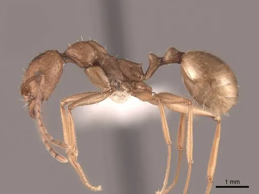 Aphaenogaster huachucana - FMNHINS0000083028