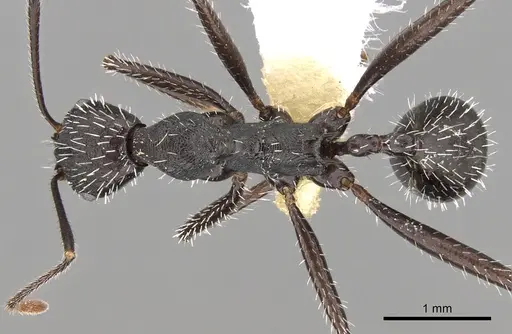 Aphaenogaster iberica specimen