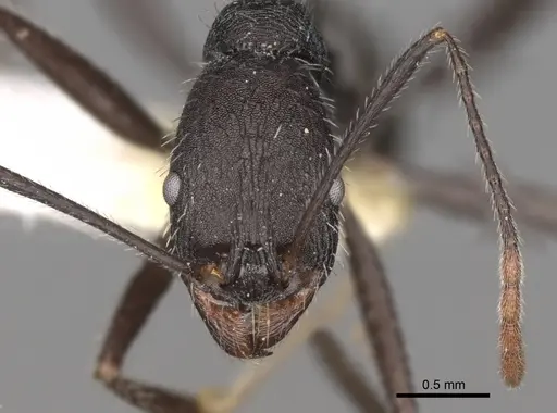 Aphaenogaster iberica specimen