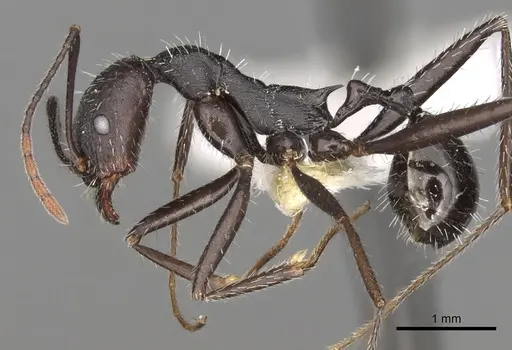 Aphaenogaster iberica specimen