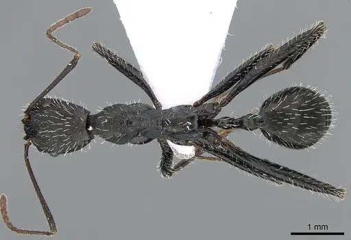 Aphaenogaster iberica - CASENT0281533