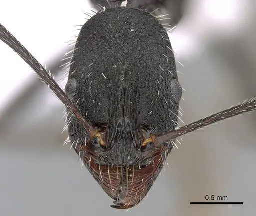 Aphaenogaster iberica - CASENT0281533