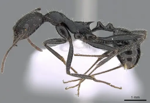 Aphaenogaster iberica - CASENT0281533