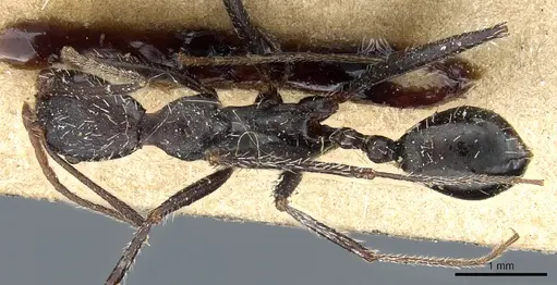 Aphaenogaster iberica - CASENT0904164