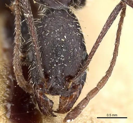 Aphaenogaster iberica - CASENT0904164