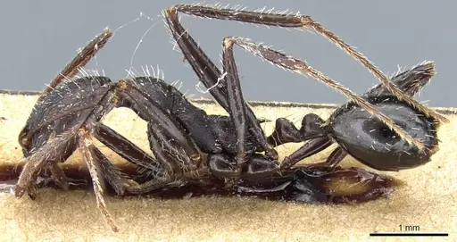 Aphaenogaster iberica - CASENT0904164