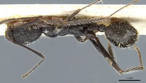 Aphaenogaster iberica - CASENT0904165