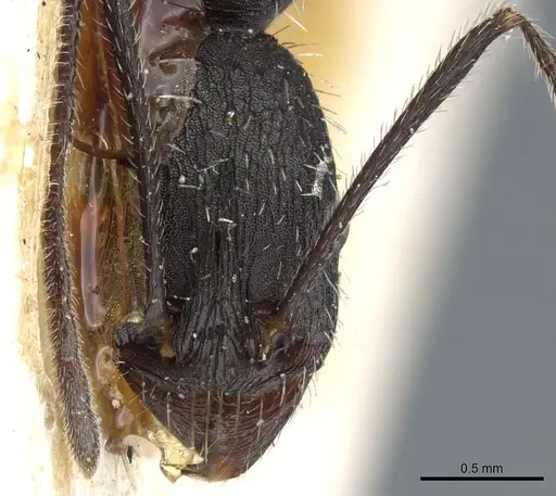 Aphaenogaster iberica - CASENT0904165