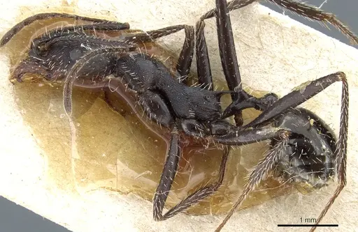 Aphaenogaster iberica - CASENT0904165