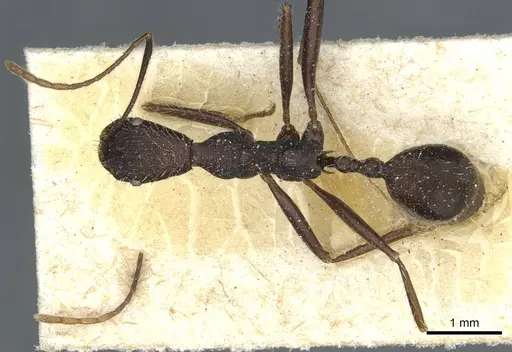 Aphaenogaster iberica - CASENT0913116