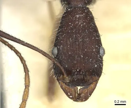 Aphaenogaster iberica - CASENT0913116