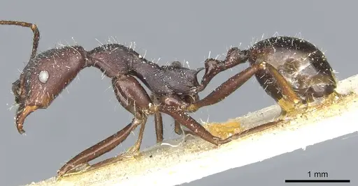 Aphaenogaster iberica - CASENT0913116