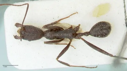 Aphaenogaster iberica - FOCOL1240