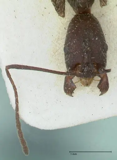 Aphaenogaster iberica - FOCOL1240