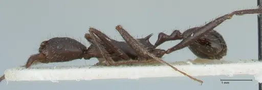 Aphaenogaster iberica - FOCOL1240