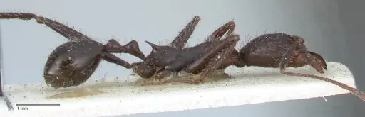 Aphaenogaster iberica - FOCOL1240