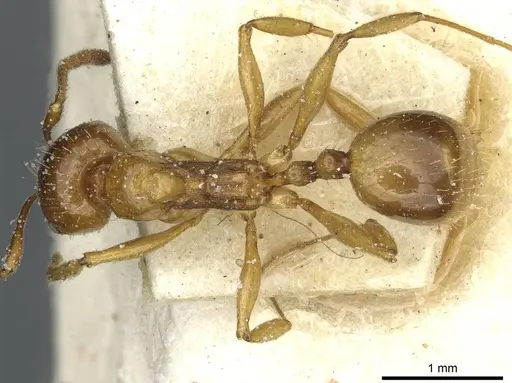 Aphaenogaster ichnusa specimen