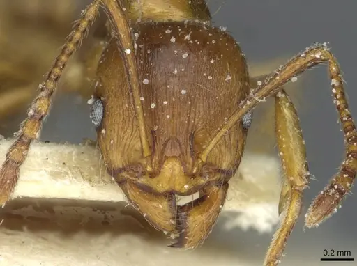 Aphaenogaster ichnusa specimen
