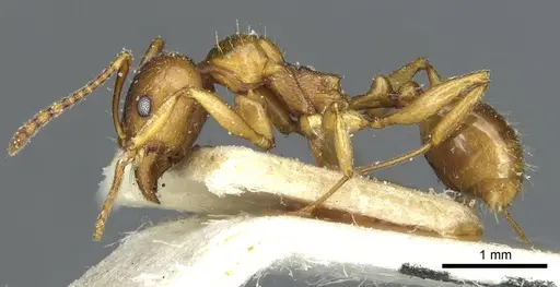 Aphaenogaster ichnusa specimen