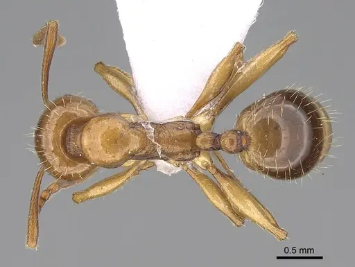 Aphaenogaster ichnusa - CASENT0922690