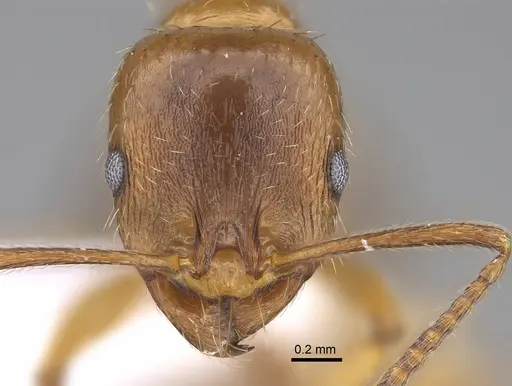 Aphaenogaster ichnusa - CASENT0922690