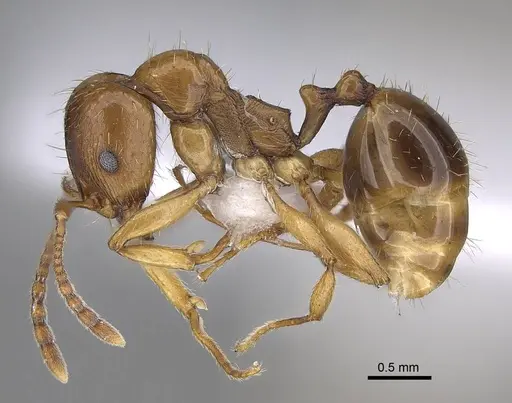 Aphaenogaster ichnusa - CASENT0922690