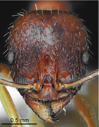 Aphaenogaster illyrica specimen