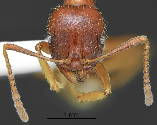 Aphaenogaster illyrica specimen