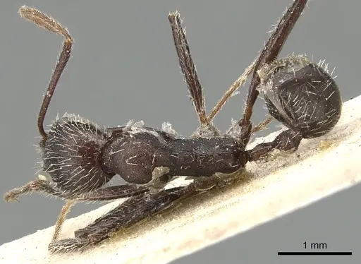 Aphaenogaster inermita specimen