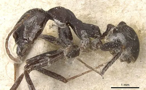 Aphaenogaster inermita specimen