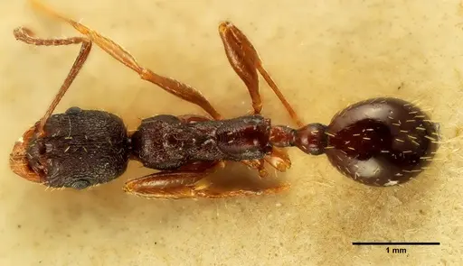 Aphaenogaster italica specimen