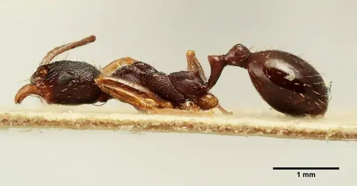 Aphaenogaster italica specimen