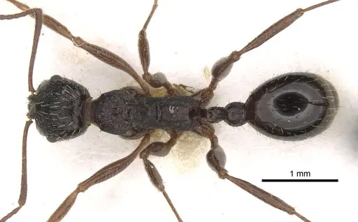 Aphaenogaster italica - CASENT0281585