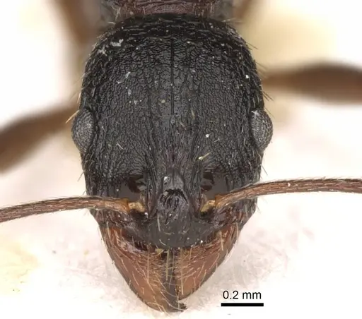 Aphaenogaster italica - CASENT0281585