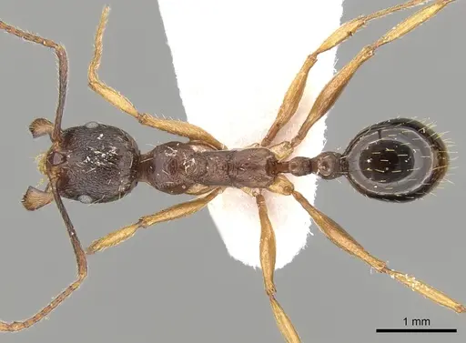Aphaenogaster japonica specimen