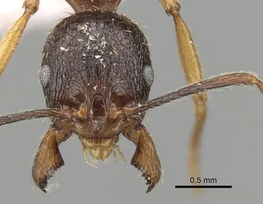 Aphaenogaster japonica specimen