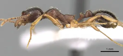 Aphaenogaster japonica specimen