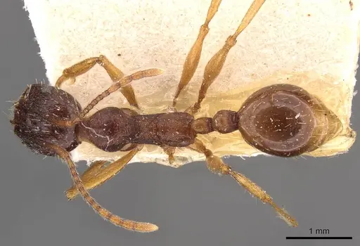 Aphaenogaster japonica - CASENT0907700