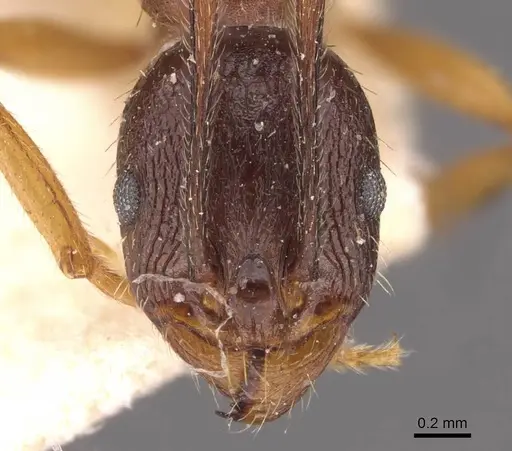 Aphaenogaster japonica - CASENT0907700