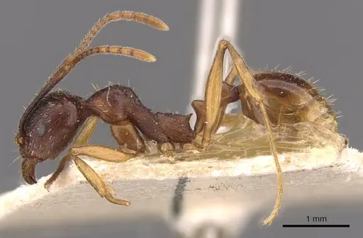 Aphaenogaster japonica - CASENT0907700