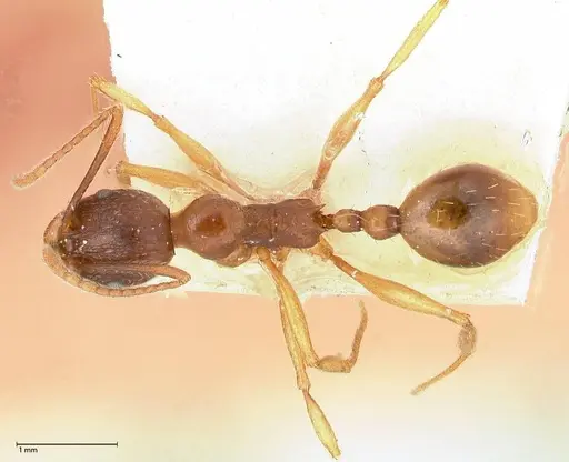 Aphaenogaster japonica - FOCOL0606
