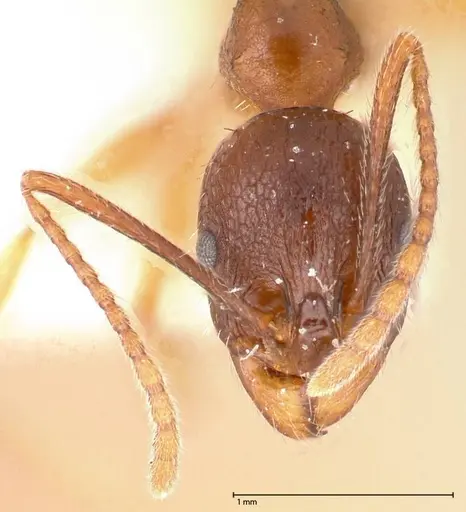Aphaenogaster japonica - FOCOL0606