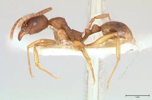 Aphaenogaster japonica - FOCOL0606