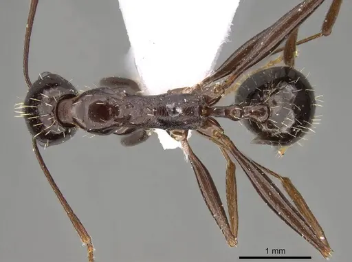 Aphaenogaster jolantae specimen