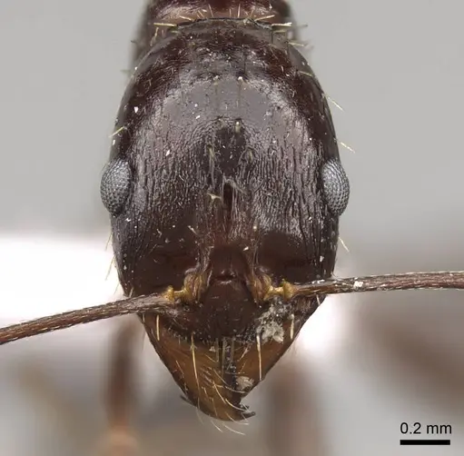 Aphaenogaster jolantae specimen